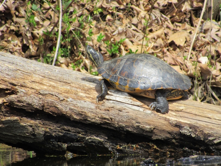 Cooter Turtle